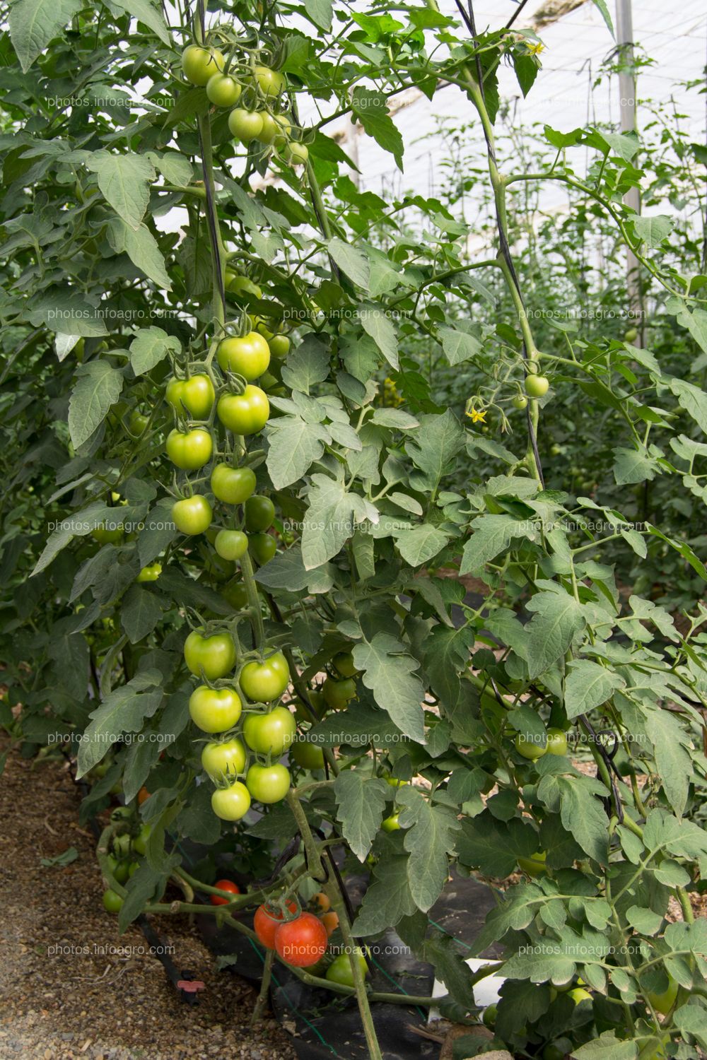 Jitomates en planta