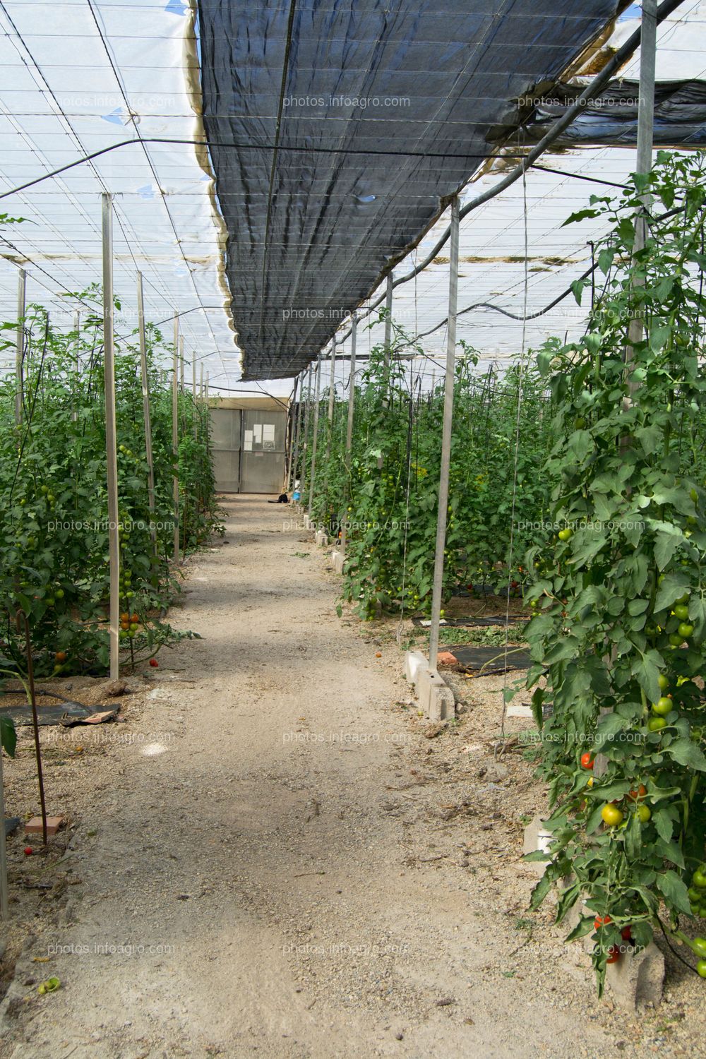 Pasillo de plantas de tomate