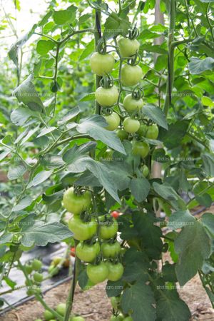 Frutos de tomate