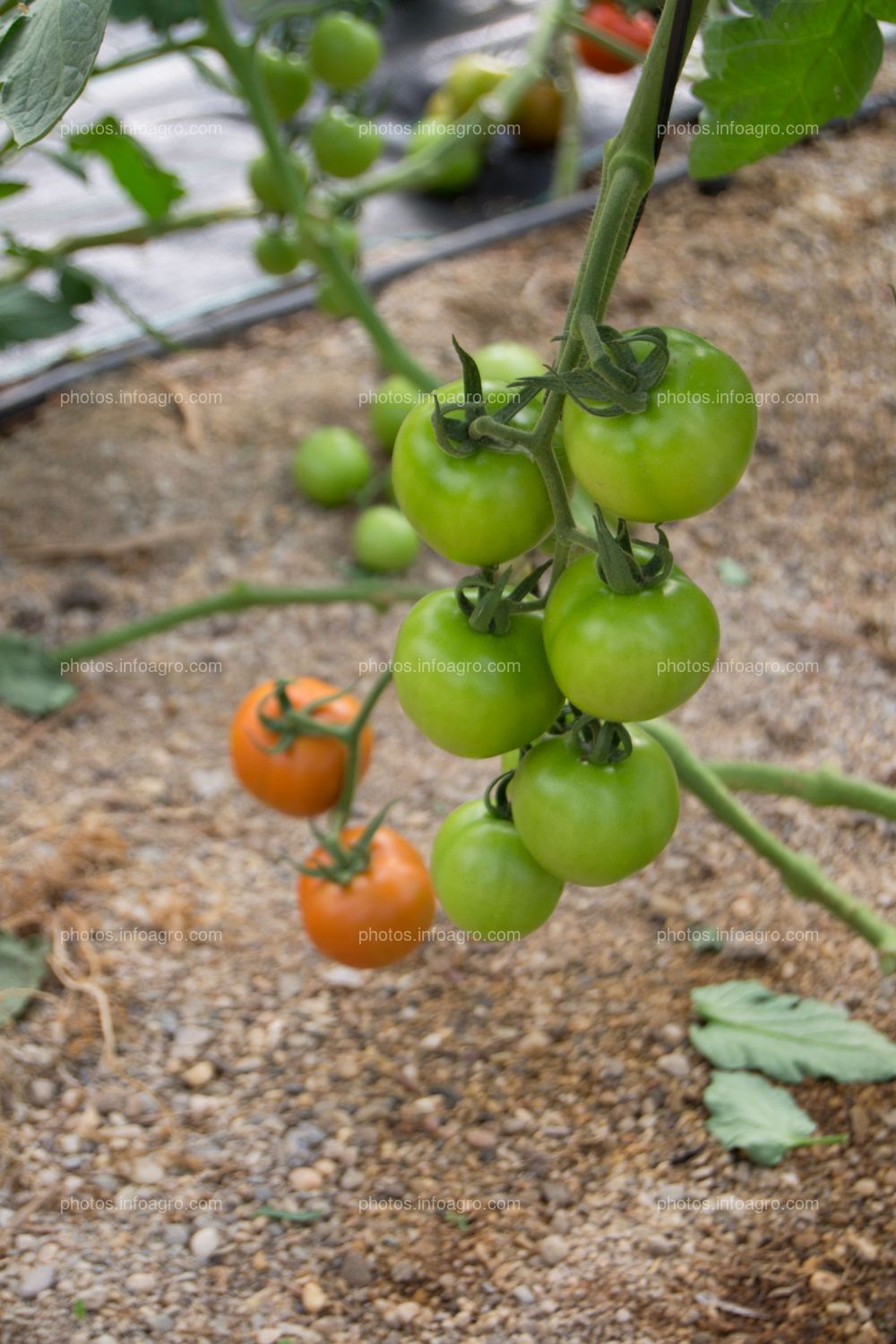 Tomate redondo