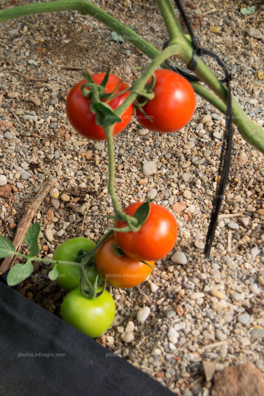 Jitomates rojos