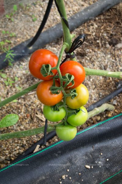 Racimo de tomate
