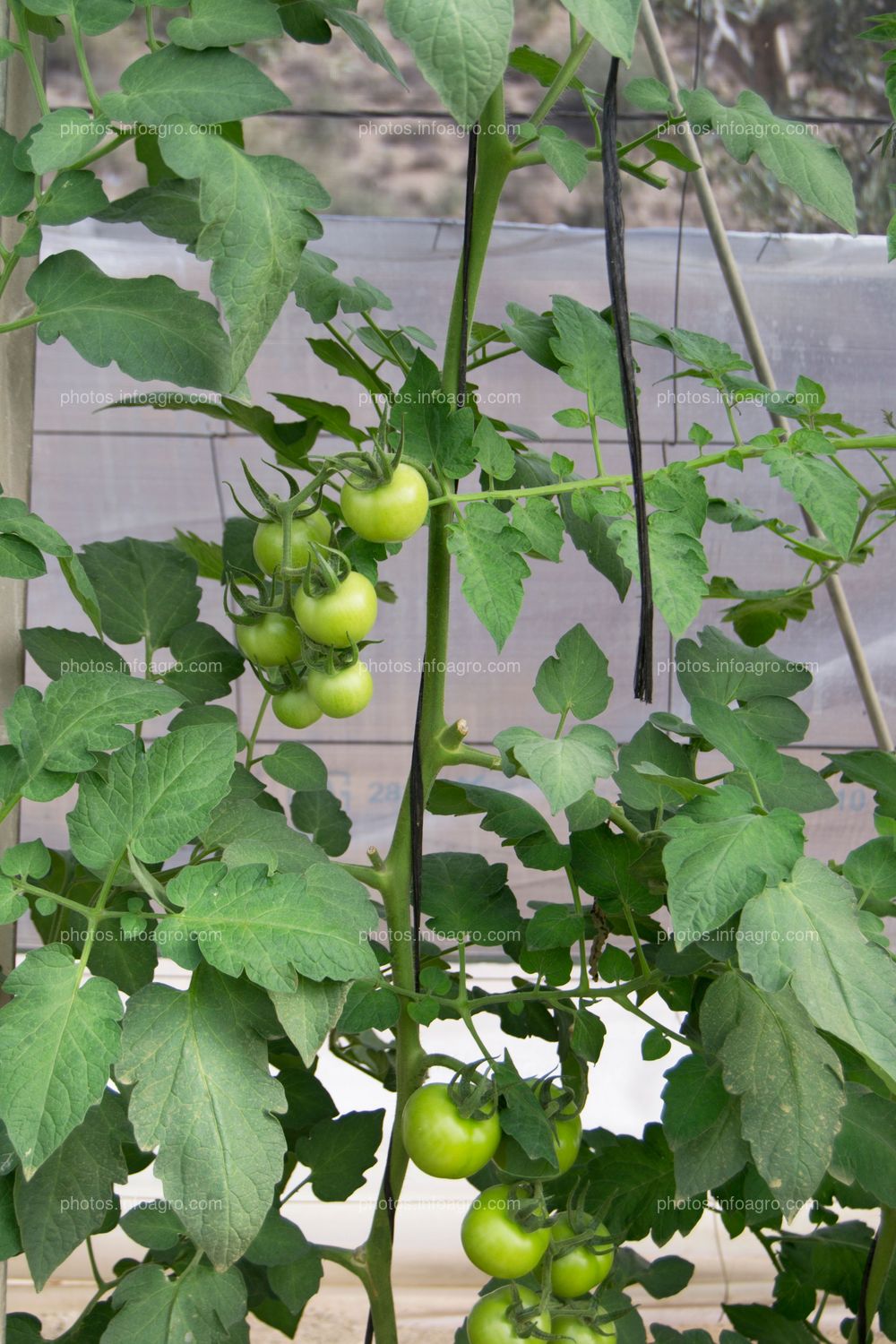 Frutos de tomate