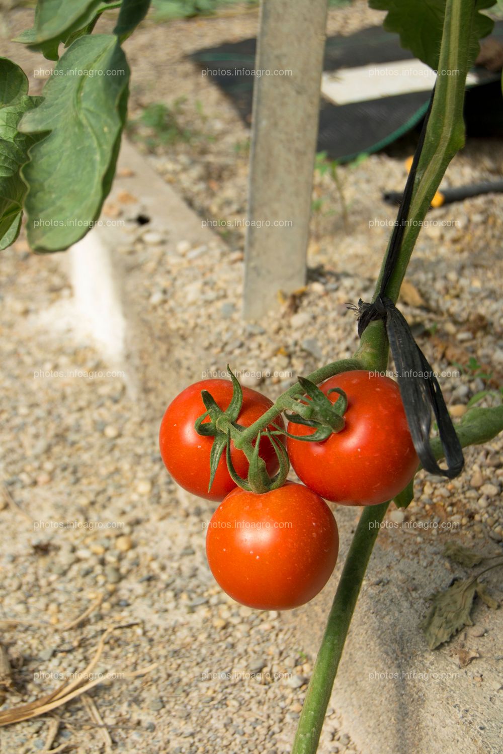 Jitomates rojos