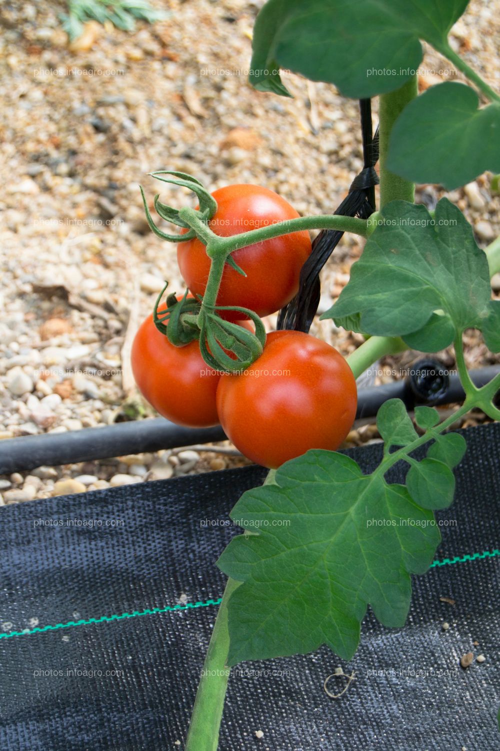 Planta perenne de tomate