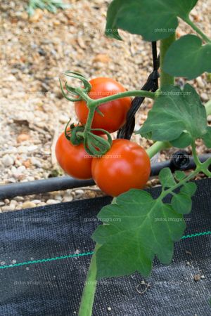 Planta perenne de tomate