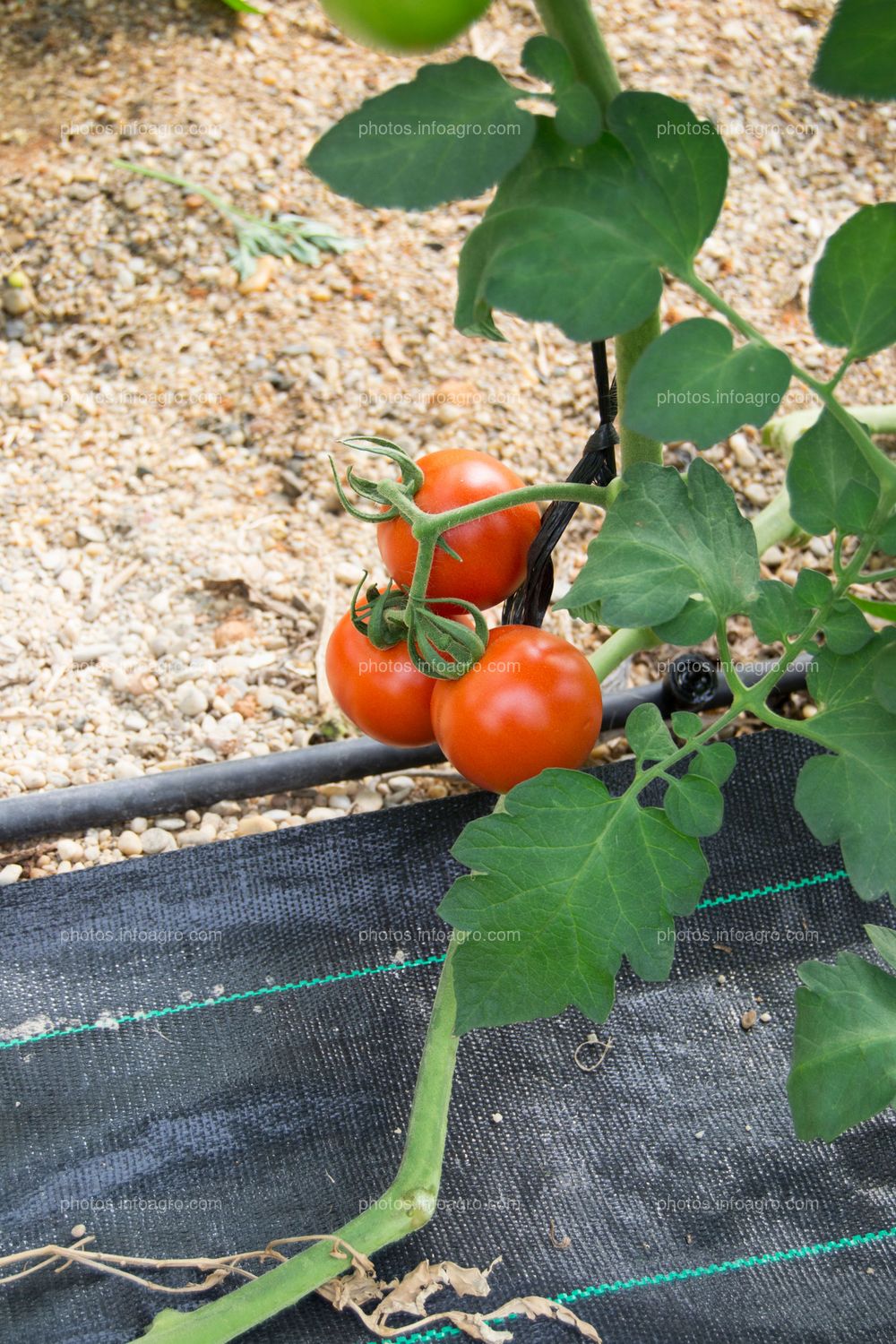 Tallo principal de tomate con frutos