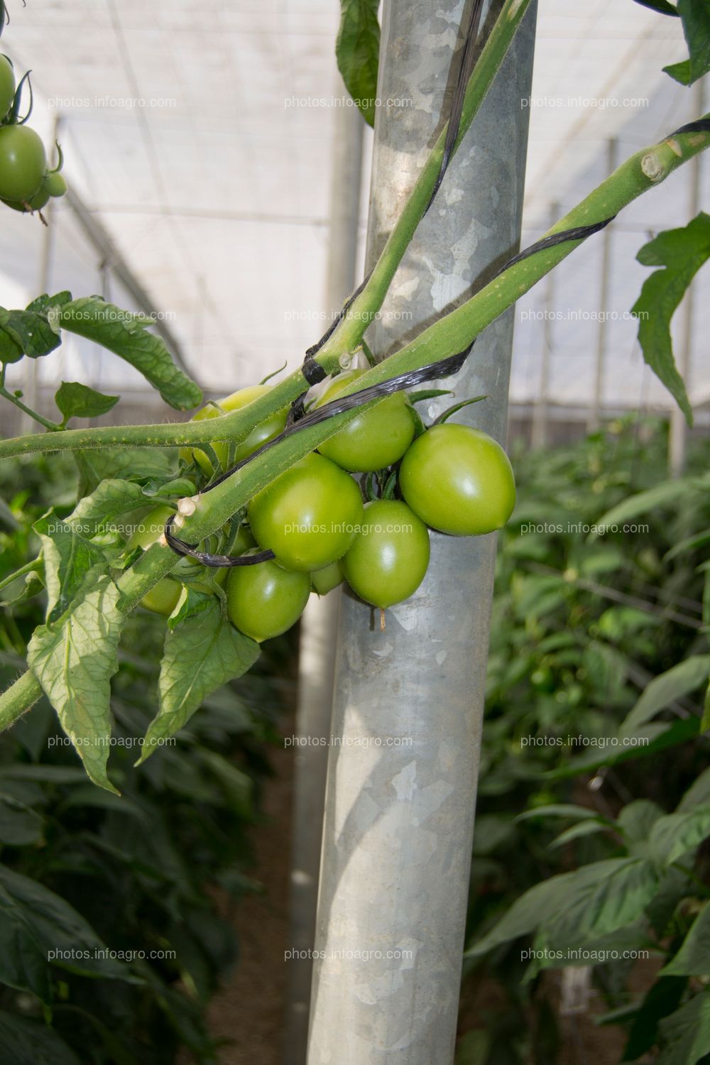 Tomate tipo pera