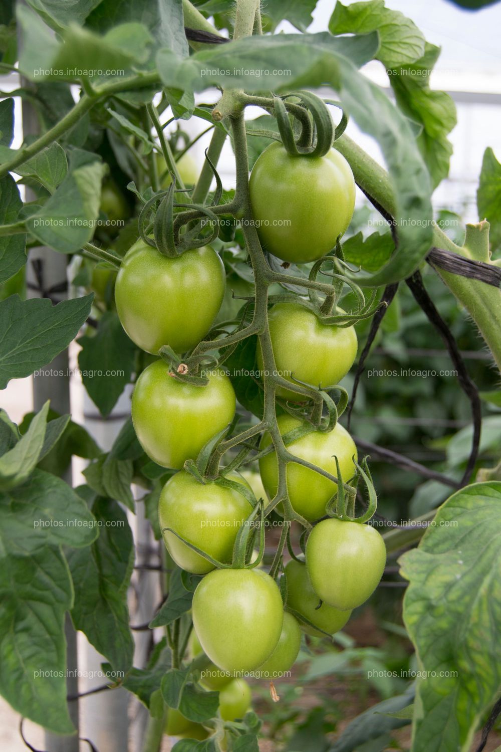 Racimo de tomate
