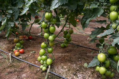 Separación entre líneas de tomate