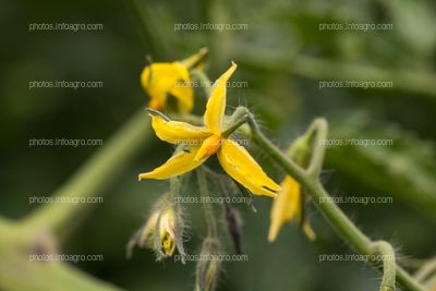 Inflorescencias de tomate