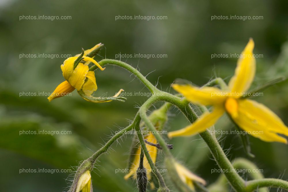 Flores cada 2-3 hojas en axilas de tomate