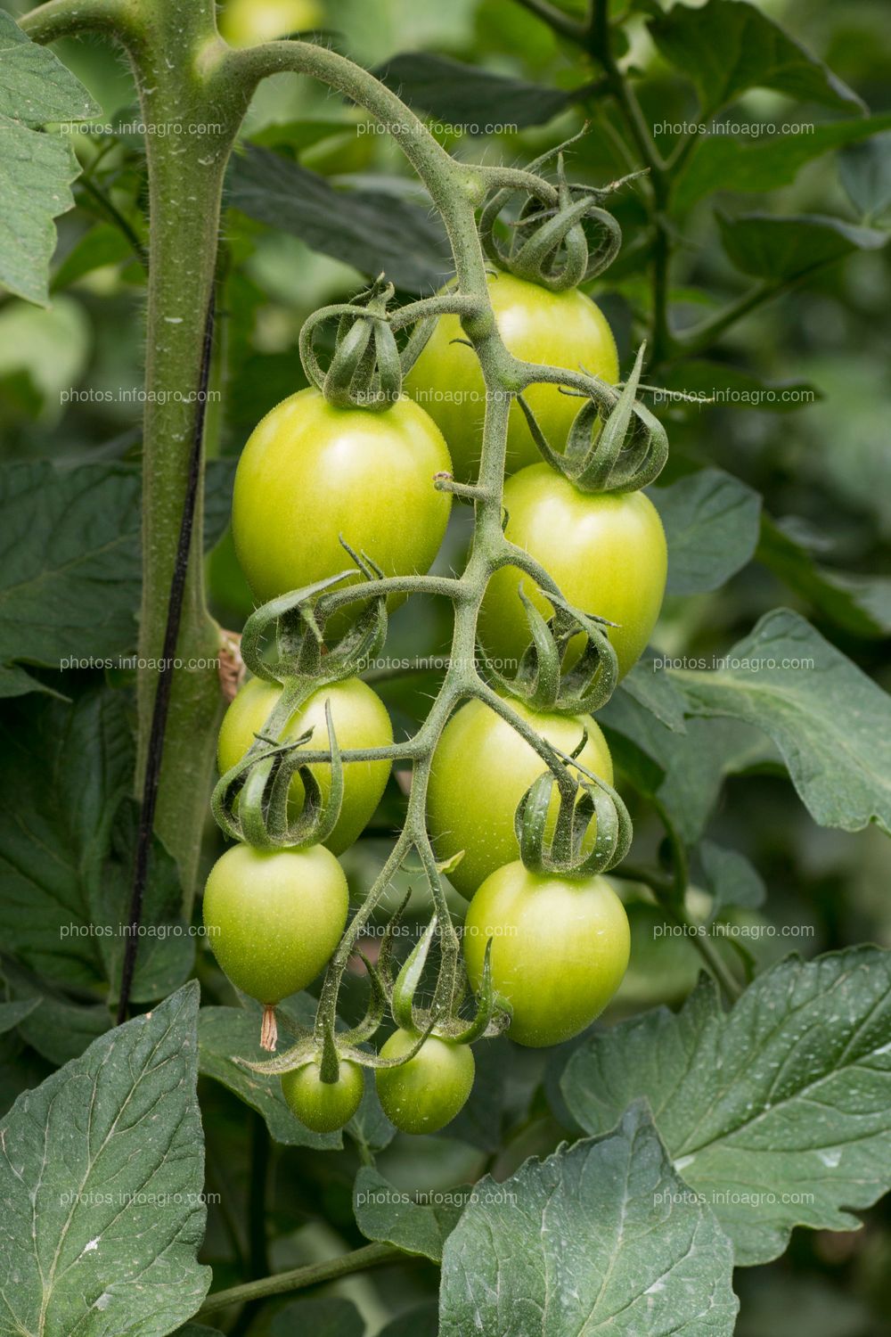 Tomate tipo pera en rama