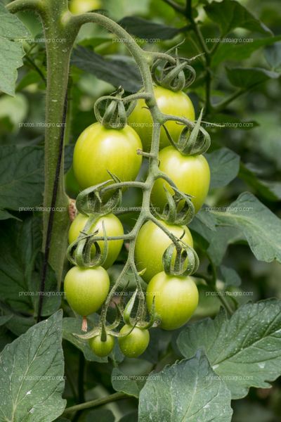 Tomate tipo pera en rama