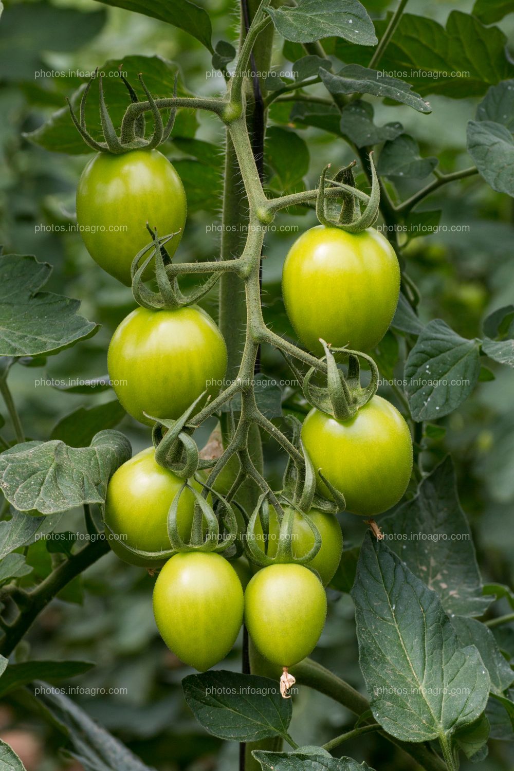 Tomate tipo pera