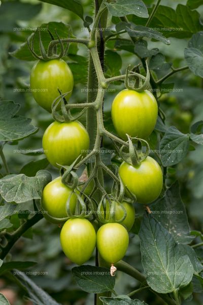 Tomate tipo pera