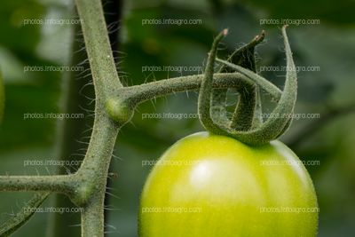 Desarrollo de tomate 
