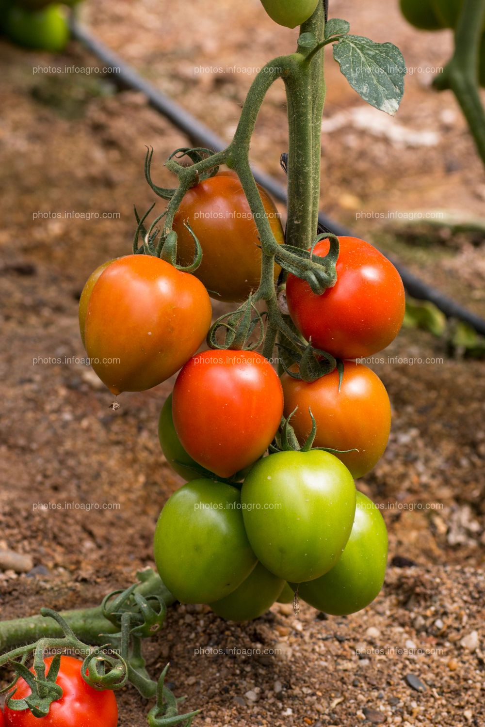 Diferentes estados de maduración de tomate