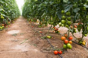 Pasillo de invernadero de tomate