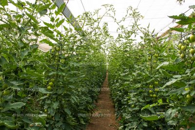 Marco de plantación en tomate