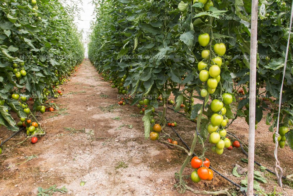 Tomates verdes en racimo