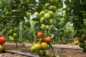 Frutos de tomate en planta