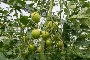 Desarrollo de tomate tipo pera