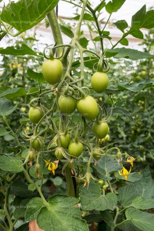 Cuajado de frutos de solanum