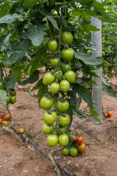 Frutos de tomate en invernadero