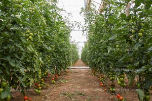 Pasillo de tomate