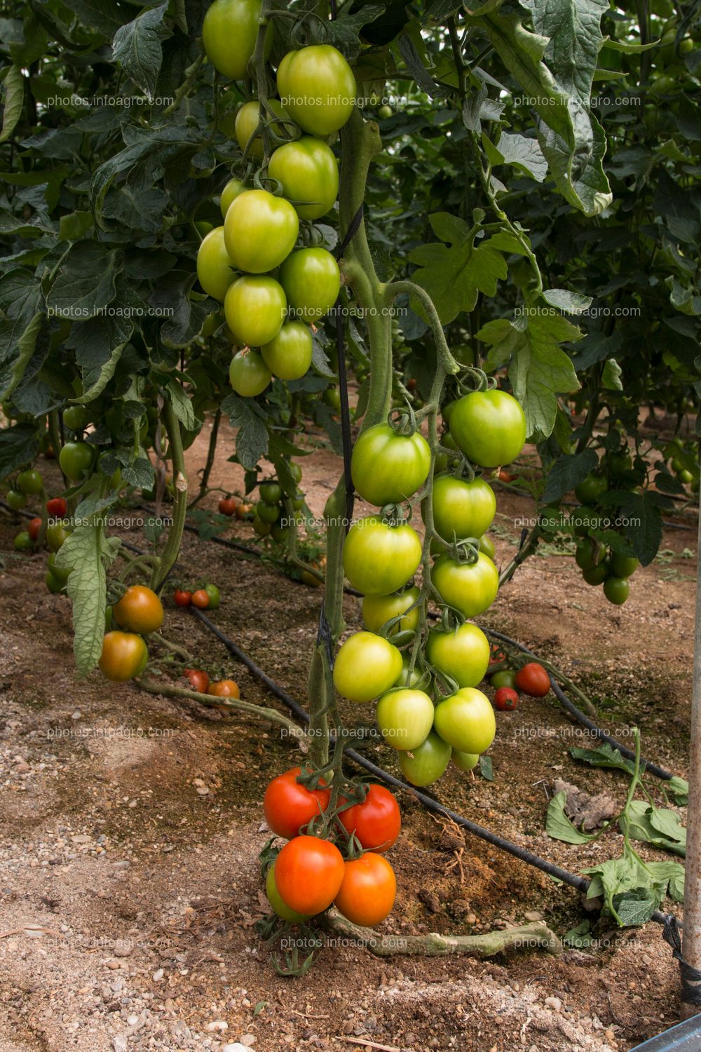 Frutos de tomate