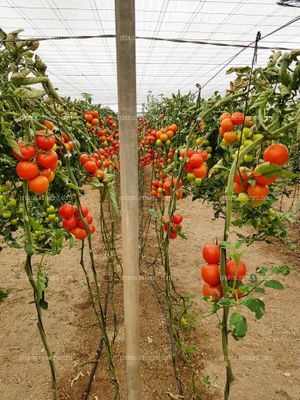 Invernadero parral con tomate