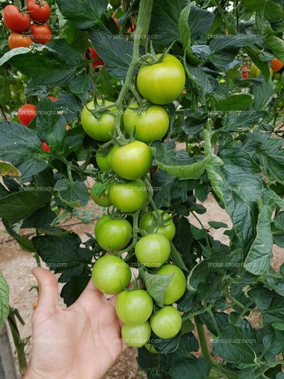 Observación de tomates