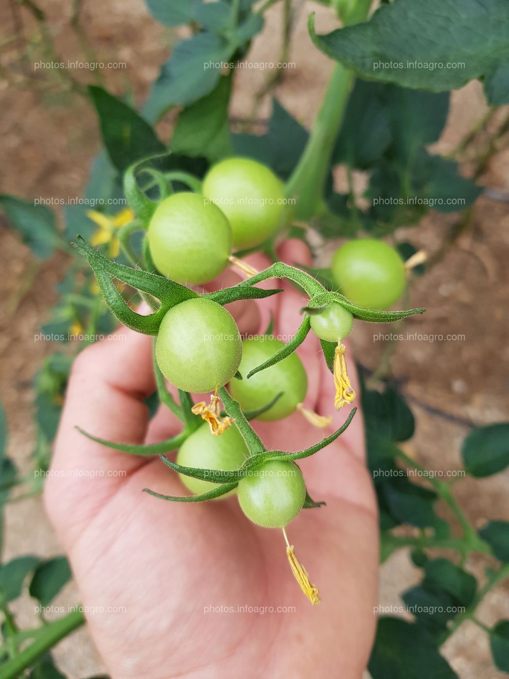 Cuajado de tomate