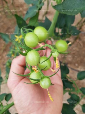 Cuajado de tomate