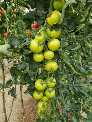 Frutos de tomate 