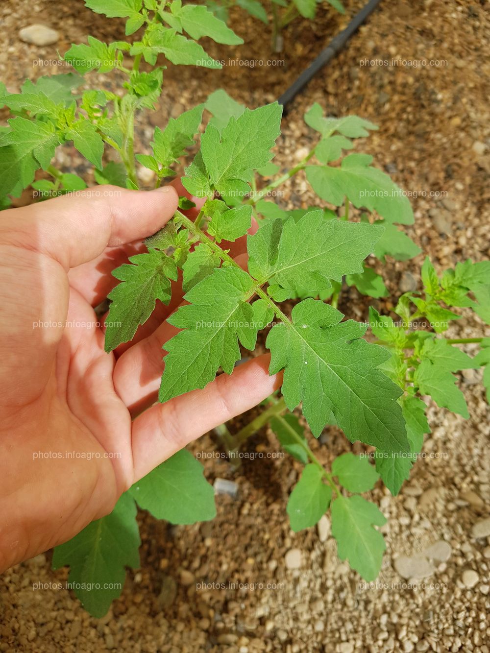 Foliolos peciolados de tomate