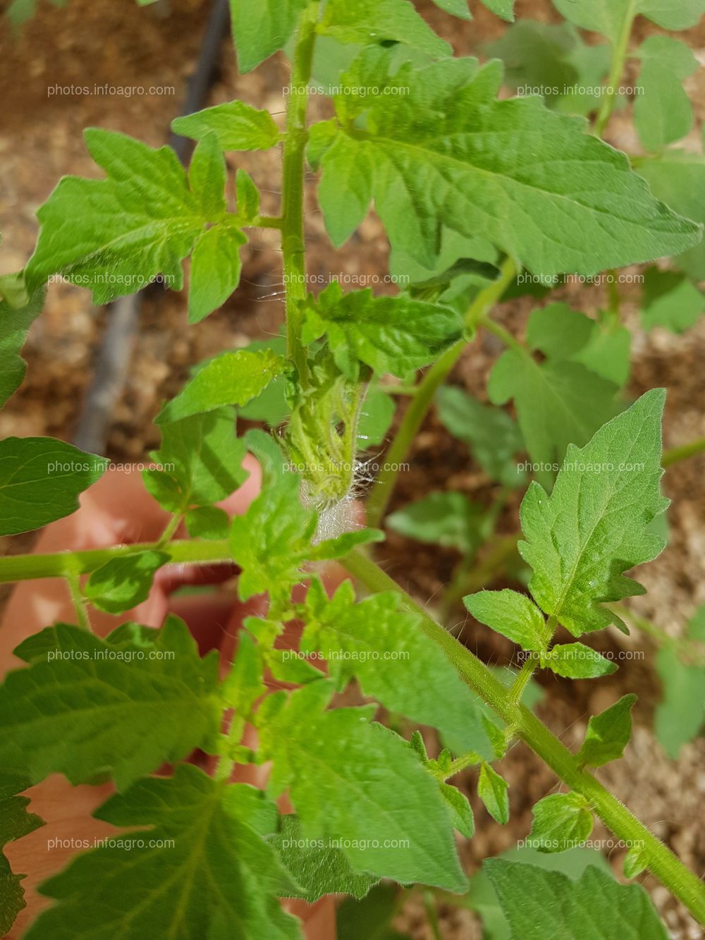 Hojas de tomate