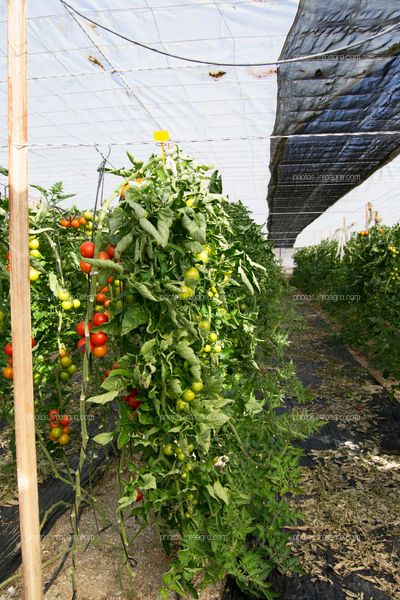 Malla de sombreo para tomate