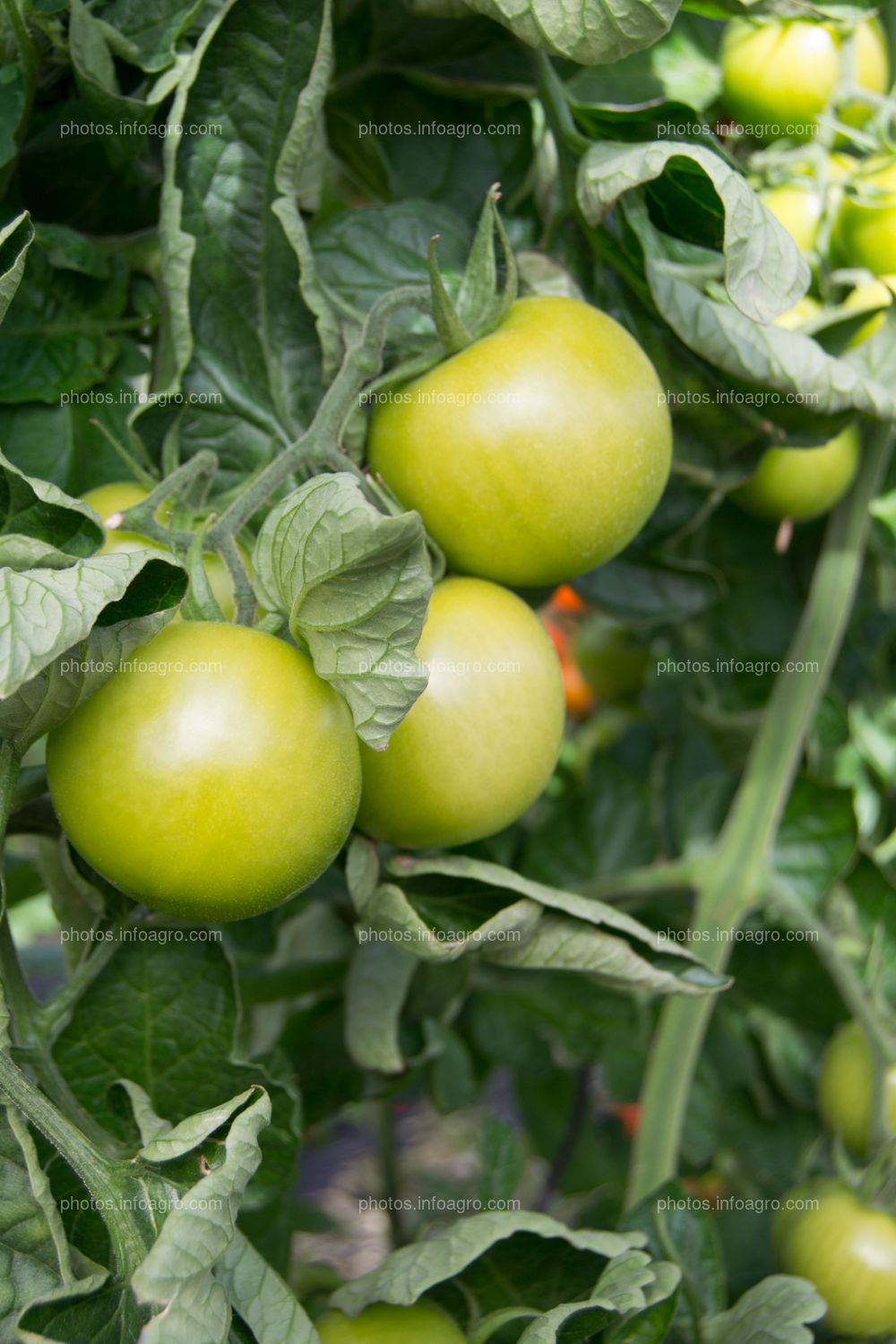 Tomate redondo