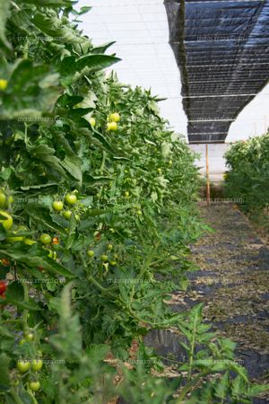 Hilera de plantas de tomate