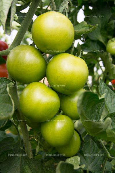 Frutos de tomate