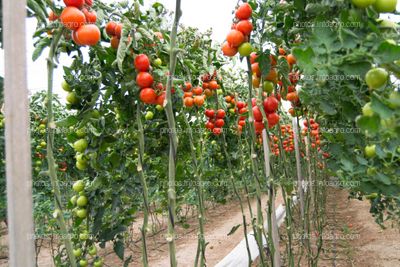 Tomate entutorado