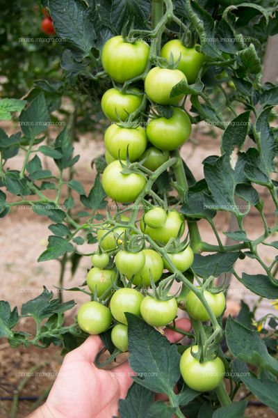 Observación de tomate