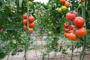 Frutos de tomate rojos