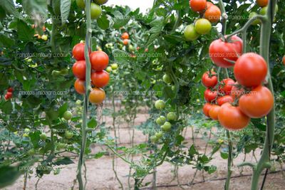 Frutos de tomate rojos