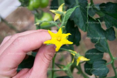 Flores de 5 sépalos masculinas