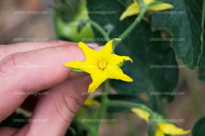 Inflorescencia masculina de tomate