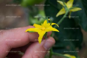 Flor macho de tomate