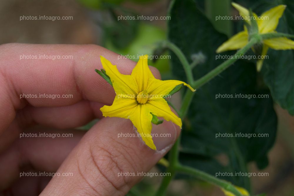 Flor masculina de jitomate